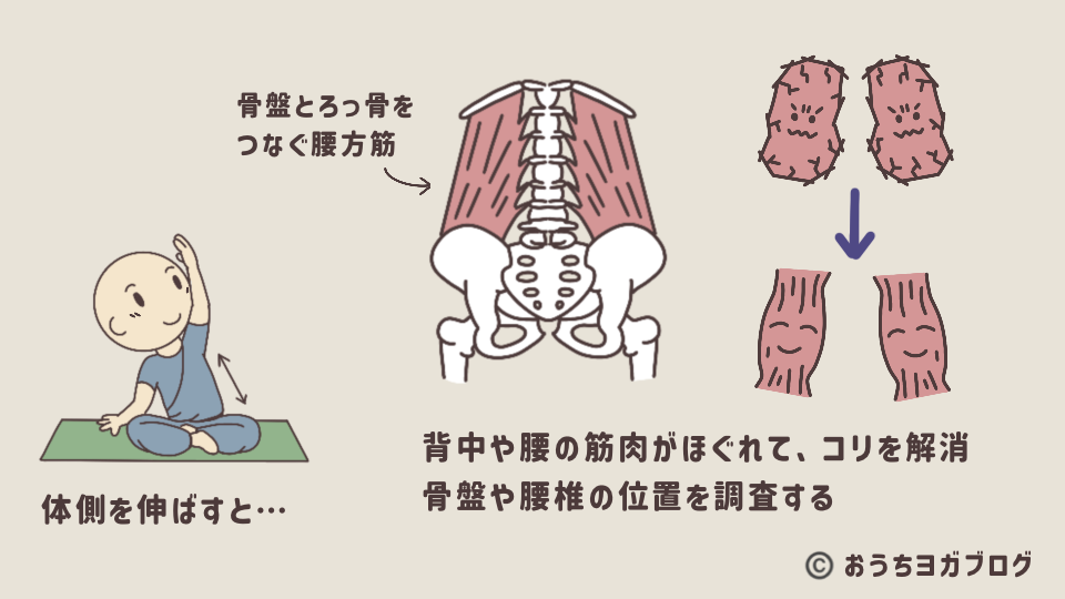 体側を伸ばすと腰方形筋がほぐれるイラストの図解