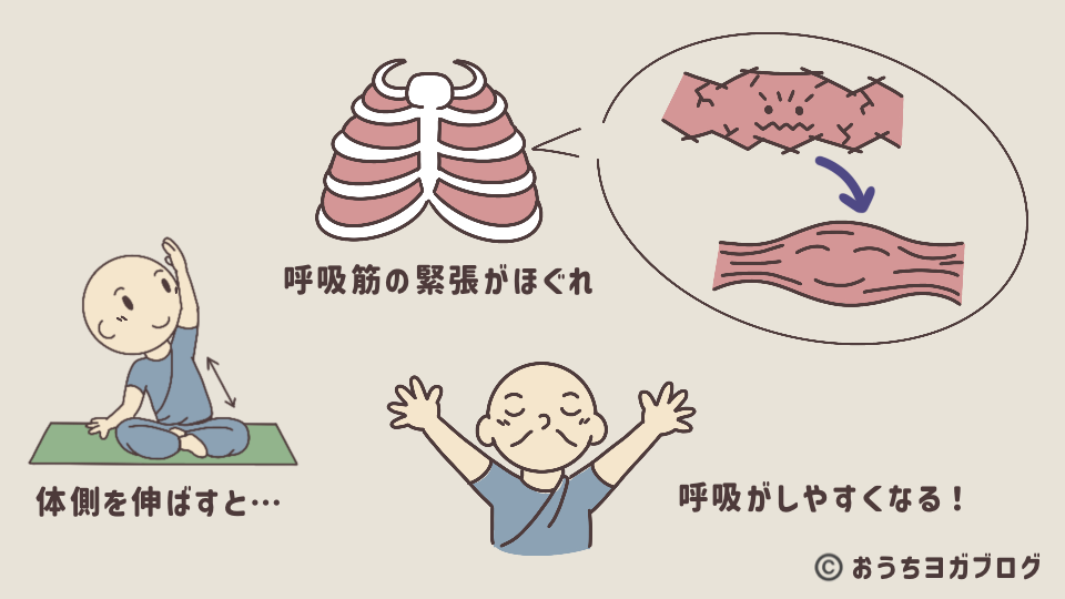 体側を伸ばすと呼吸筋がほぐれるイラストの図解