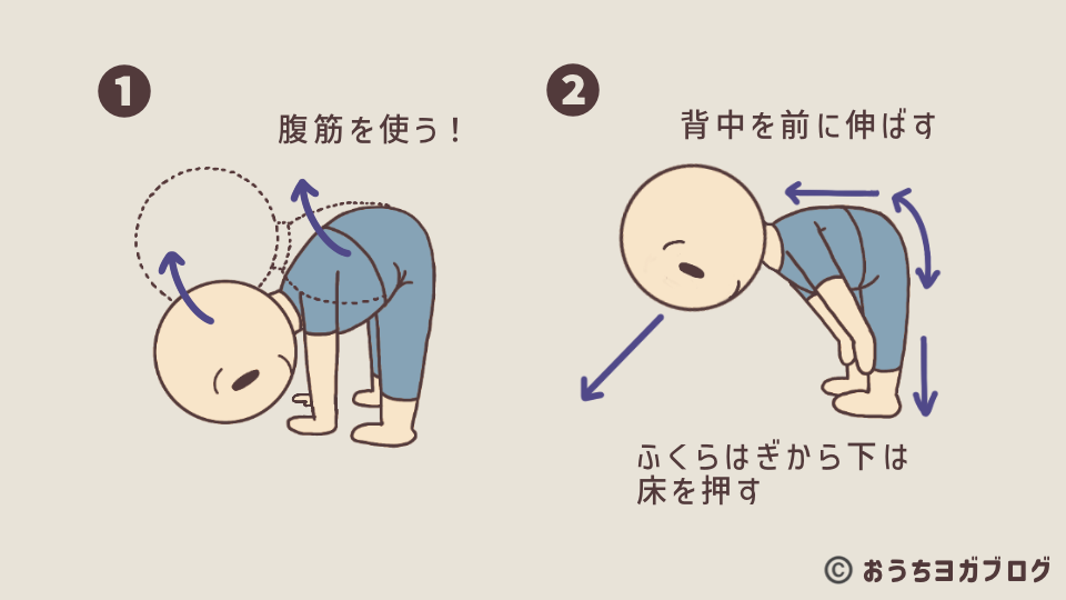 半分の前屈のポーズを解説したイラスト付き図解。腹筋で上体を起こし、背中を前に伸ばし、すねに手を置いて、ふくらはぎから下は床を押して土台をしっかりさせることを示している