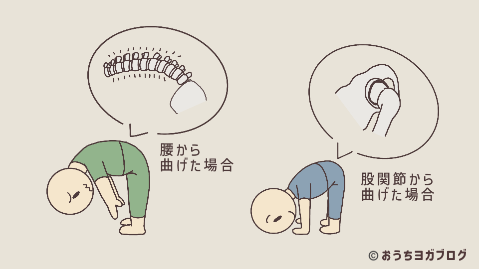 骨格図による比較。腰から曲げる誤った前屈と、股関節から曲げる正しい前屈の違い