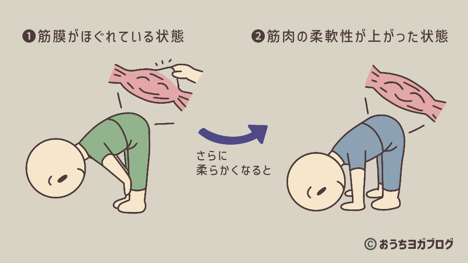 柔軟性が高まる2つの段階を示す図解（筋膜がほぐれる段階と筋肉が柔らかくなる段階）