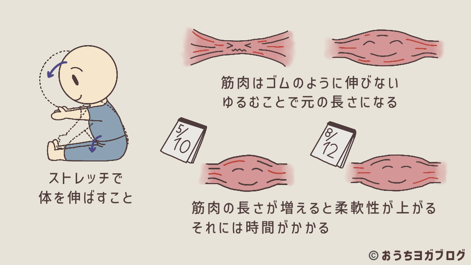 柔軟性が変化するまでに必要な期間を示す図解（数か月〜1年の継続が必要）