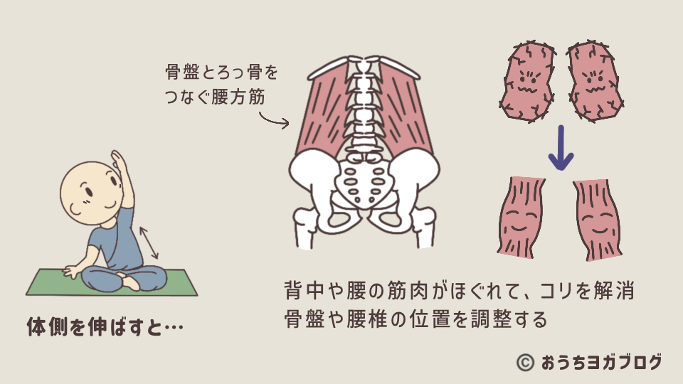 体側を伸ばすと体に及ぼすいい影響を示したイラスト図解・その2(腰方形筋や脊柱起立筋の緊張がゆるみ、腰や背中のこわばりを和らげる効果)