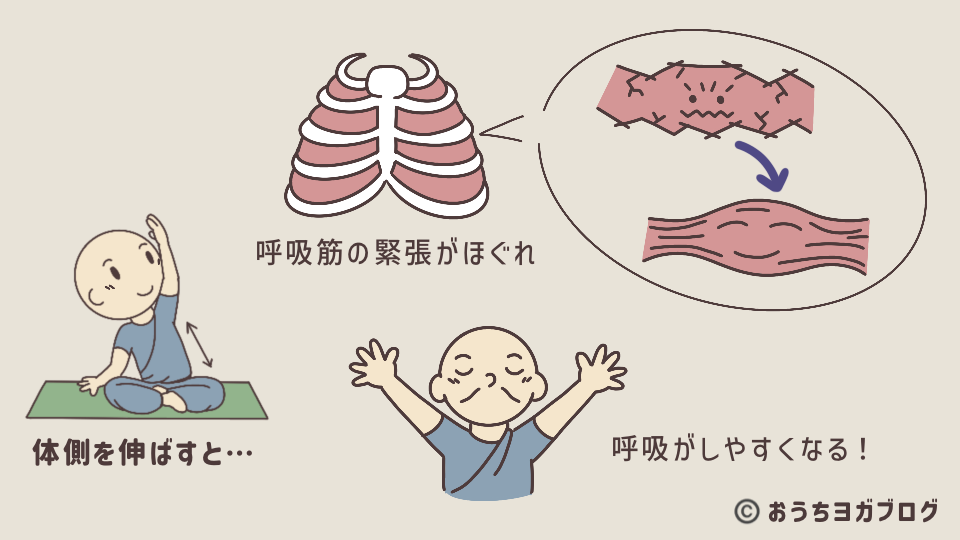 体側が伸びると体に及ぼすいい影響を示した図解・その1(呼吸筋(肋間筋・腹斜筋)がゆるみ、呼吸が深くなる)