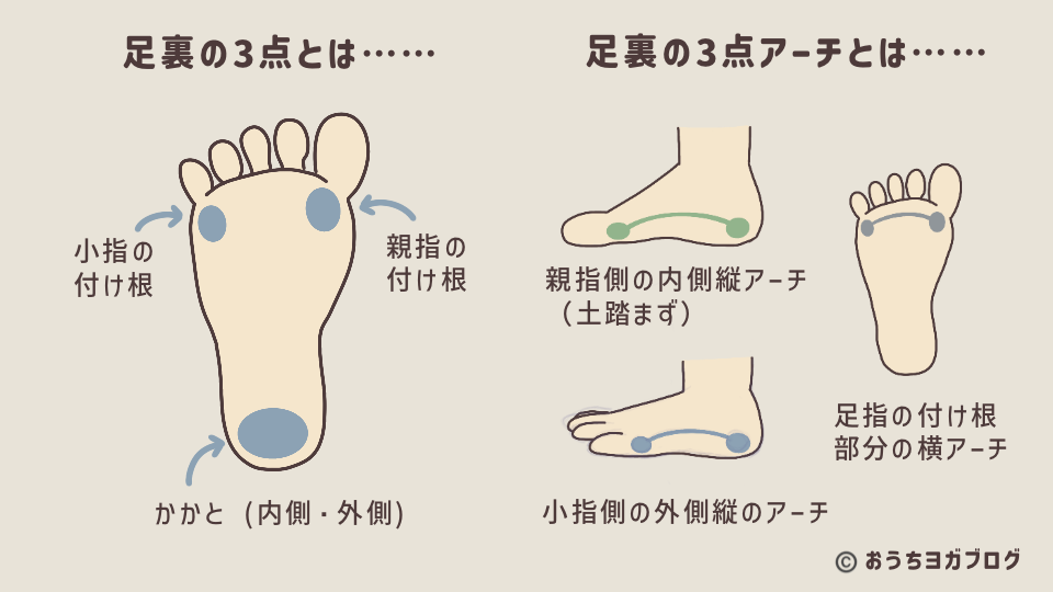 足裏の3点支持と3つのアーチの関係を視覚的に示す図解 ヨガで重要な足裏3点解説と3つのアーチ構造を示したイラスト入りの図解